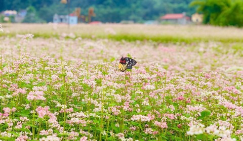 tuyen quang chuan bi le hoi hoa tam giac mach 2025 mien da no hoa