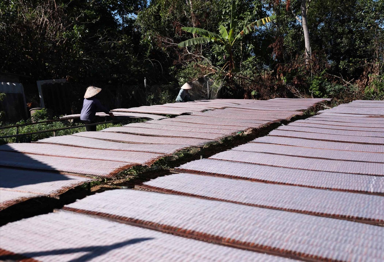 Làng miến dong Bình Lư vươn mình từ đặc sản quê hương Làng miến dong Bình Lư vươn mình từ đặc sản quê hương