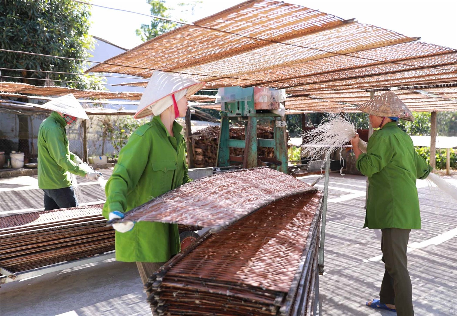 Làng miến dong Bình Lư vươn mình từ đặc sản quê hương Làng miến dong Bình Lư vươn mình từ đặc sản quê hương