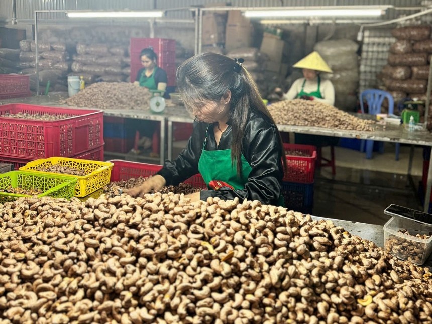 Hạt điều Như Hoàng - Từ trăn trở mùa vụ đến thương hiệu OCOP Hạt điều Như Hoàng Từ trăn trở mùa vụ đến thương hi