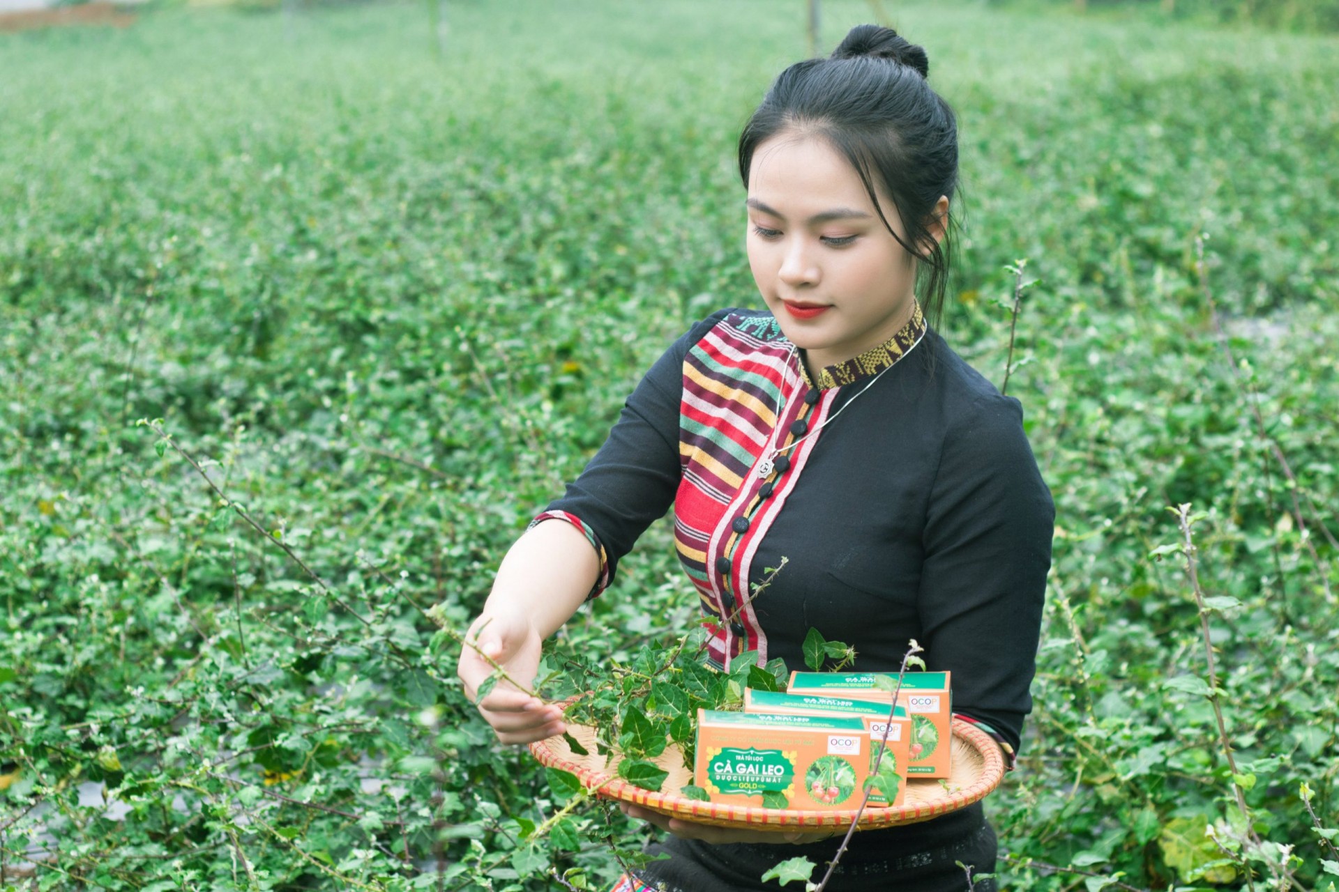 Nghệ An mở rộng thương mại cho nông sản theo hướng hiện đại