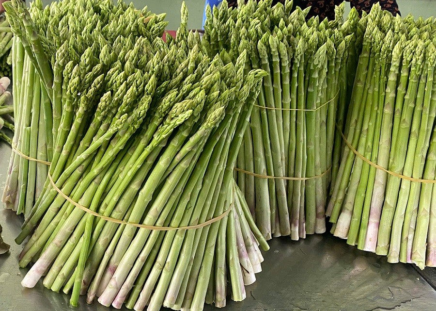 Cây măng tây xanh là cây chủ lực của đồng bào người Chăm ở Phước Dinh - Khánh Hoà