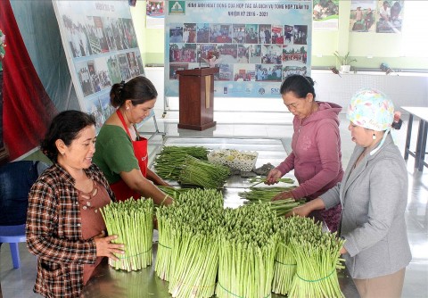 bao ho thuong hieu mang tay xanh tuan tu san pham ocop 3 sao