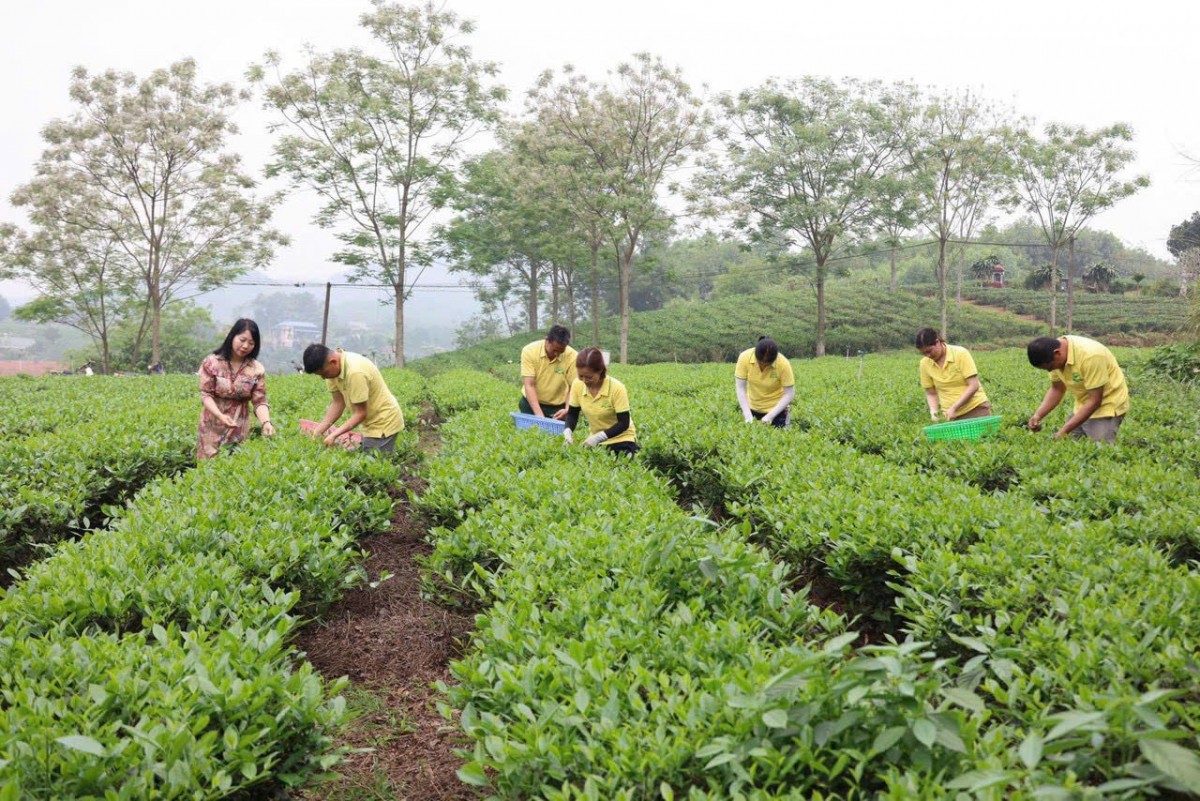 Hương Vân Trà - Nâng tầm Trà Việt từ những giá trị trà truyền thống