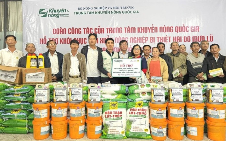 Khuyến nông chung tay giúp nông dân Quảng Ngãi khôi phục sản xuất sau mưa lũ