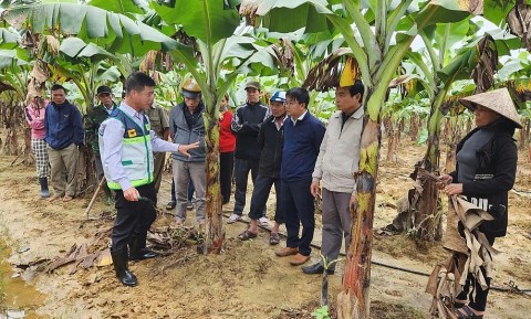 ho tro nong dan hue khoi phuc san xuat sau mua lu