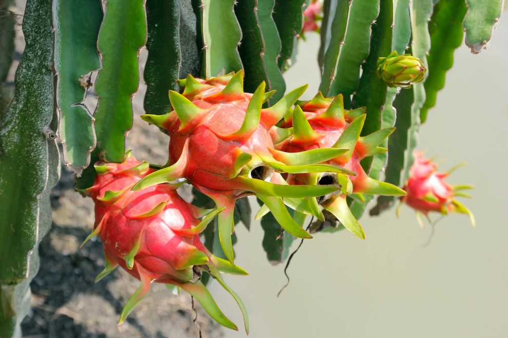 Đồng Tháp chủ động bảo vệ vườn cây đảm bảo trái vụ Tết Bính Ngọ 2026