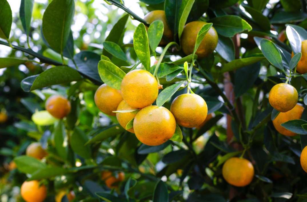 Nghĩa Tâm bứt phá trên hành trình xây dựng nông thôn mới Nghĩa Tâm bứt phá trên hành trình xây dựng nông thôn mới