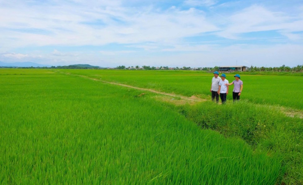 Đặng Xá khẳng định thương hiệu từ mô hình lúa an toàn Đặng Xá khẳng định thương hiệu từ mô hình lúa an toàn