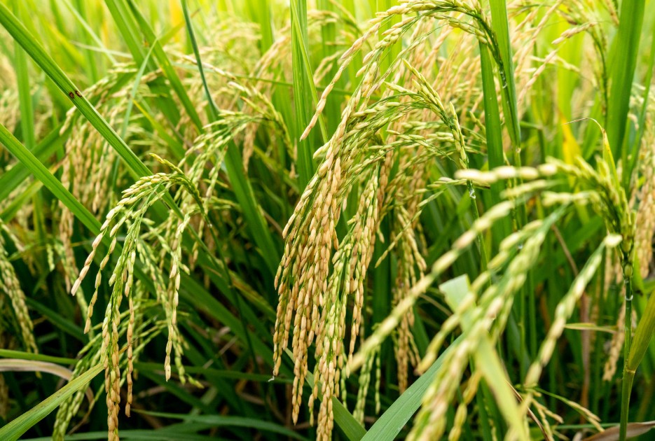 Đặng Xá khẳng định thương hiệu từ mô hình lúa an toàn Đặng Xá khẳng định thương hiệu từ mô hình lúa an toàn