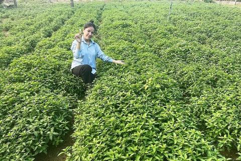 khoi nghiep xanh tu nu nong dan gia lai