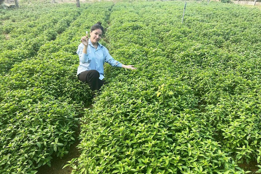 Khởi nghiệp xanh từ nữ nông dân Gia Lai