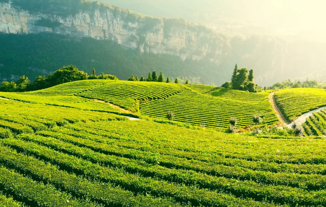 Nông nghiệp xanh làm nên sức hút của du lịch nông thôn Sơn La Nông nghiệp xanh làm nên sức hút của du lịch nông thôn Sơn La