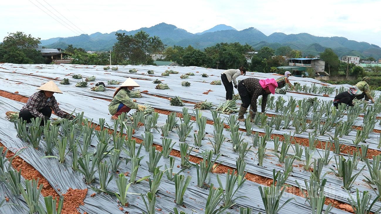 Từ canh tác truyền thống đến sản xuất thông minh ở Sơn Dương