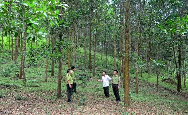 Rừng gỗ lớn trồng tại xã Xuân Thái, tỉnh Thanh Hóa