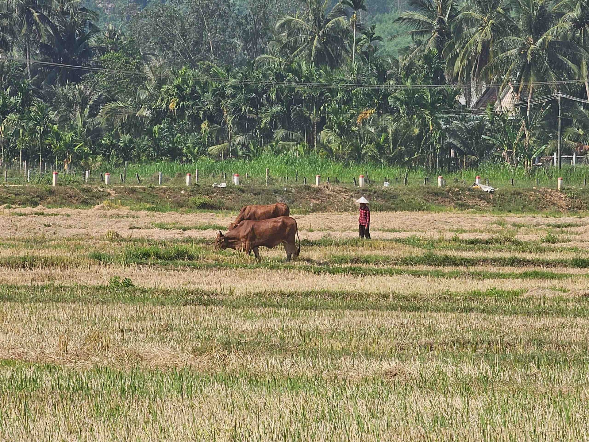 Mô hình liên kết nuôi bò vỗ béo, Gia Lai hướng đến ngành chăn nuôi hiện đại, bền vững, chuyên nghiệp Mô hình liên kết nuôi bò vỗ béo, Gia Lai hướng đến ngành chăn nuôi hiện đại, bền vững, chuyên nghiệp
