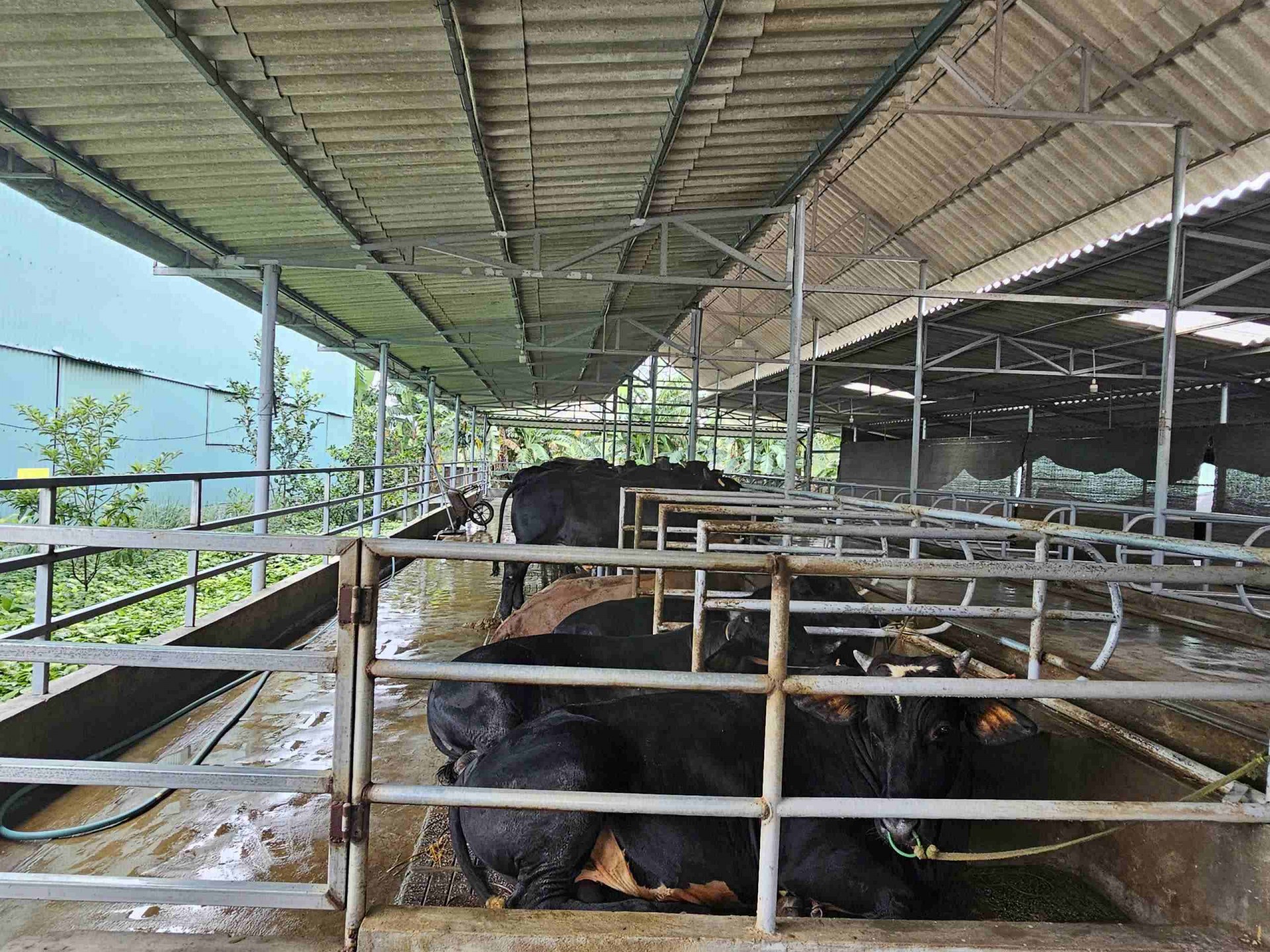 Mô hình liên kết nuôi bò vỗ béo, Gia Lai hướng đến ngành chăn nuôi hiện đại, bền vững, chuyên nghiệp Mô hình liên kết nuôi bò vỗ béo, Gia Lai hướng đến ngành chăn nuôi hiện đại, bền vững, chuyên nghiệp