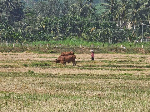 mo hinh lien ket nuoi bo vo beo gia lai huong den nganh chan nuoi hien dai ben vung chuyen nghiep