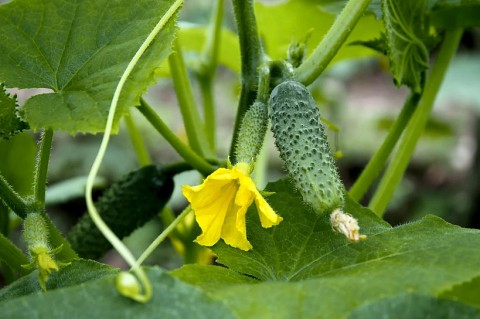 mo hinh dua chuot huu co mo huong phat trien moi cho vung bai ven song lam