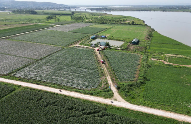 Mô hình dưa chuột hữu cơ mở hướng phát triển mới cho vùng bãi ven sông Lam