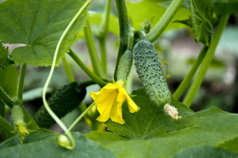 Mô hình dưa chuột hữu cơ mở hướng phát triển mới cho vùng bãi ven sông Lam