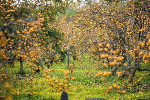 mua thu moc chau thi tham cau chuyen giau tu dat