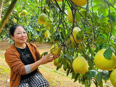 lua tam huyet giua mua buoi tan lac