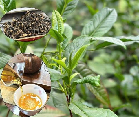 danh thuc danh tinh cay di san giua may nui tay bac