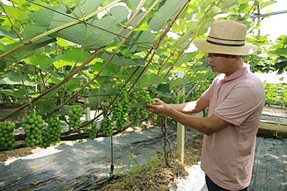 doi moi de vuon xa cau chuyen tu mot htx tieu bieu o moc chau