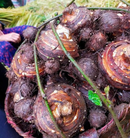 khoai so phuc san huong vi tu dat long ho