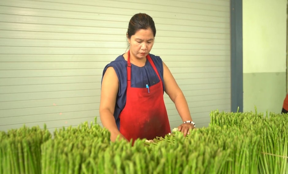 Măng tây Tuấn Tú từ Ninh Thuận chinh phục thị trường Hà Nội Măng tây Tuấn Tú từ Ninh Thuận chinh phục thị trường Hà Nội