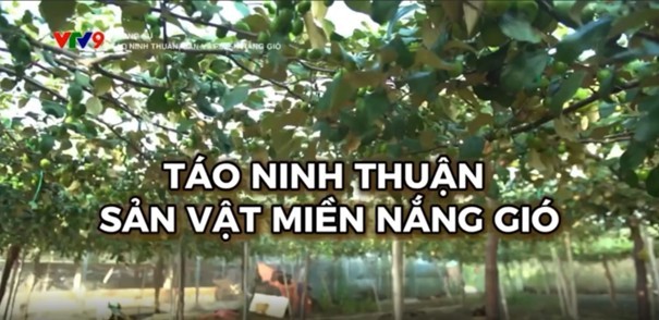 Táo Ninh Thuận tỏa sáng tại Hội chợ đặc sản vùng miền Việt Nam 2025 Táo Ninh Thuận tỏa sáng tại Hội chợ đặc sản vùng miền Việt Nam 2025