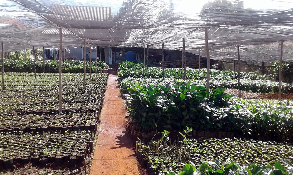 Nghề ươm cây giống giúp Bảo Lộc phát triển kinh tế địa phương Nghề ươm cây giống giúp Bảo Lộc phát triển kinh tế địa phương