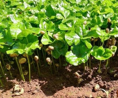 Nghề ươm cây giống giúp Bảo Lộc phát triển kinh tế địa phương Nghề ươm cây giống giúp Bảo Lộc phát triển kinh tế địa phương