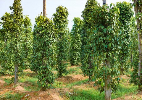 vang den viet nam xac lap ky luc moi