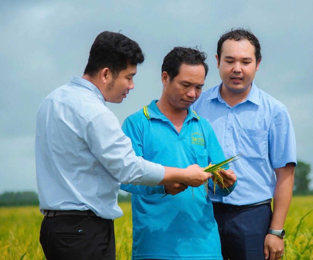 Giữ giống lúa tốt để mùa vàng bền vững Giữ giống lúa tốt để mùa vàng bền vững