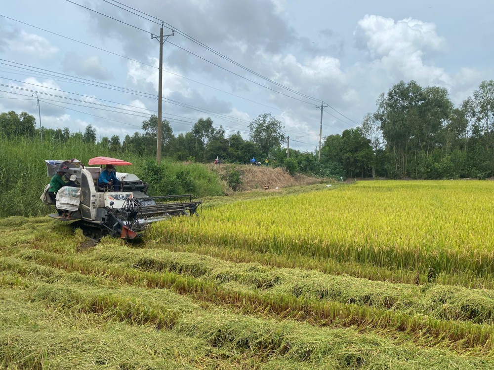 Giữ giống lúa tốt để mùa vàng bền vững Giữ giống lúa tốt để mùa vàng bền vững