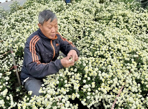 lang ngau huong ruou cuc chi niu giu hon que dai thanh