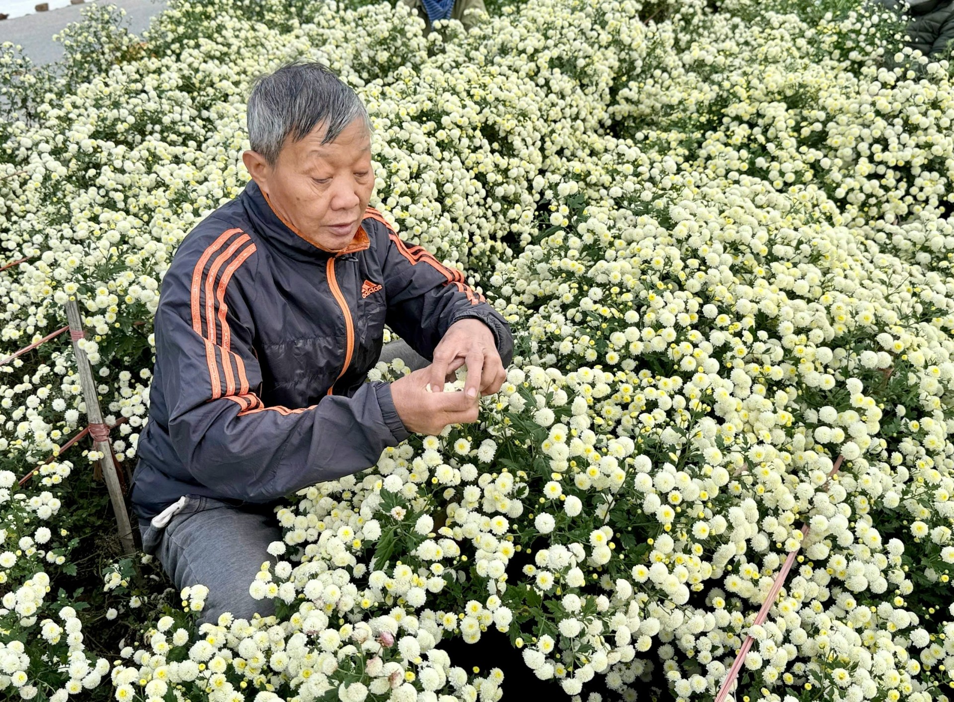 Làng Ngâu – Hương rượu cúc chi níu giữ hồn quê Đại Thanh