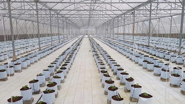 Nông dân Nghệ An làm giàu từ mô hình trồng dưa lưới công nghệ cao