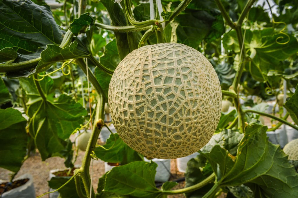 Nông dân Nghệ An làm giàu từ mô hình trồng dưa lưới công nghệ cao