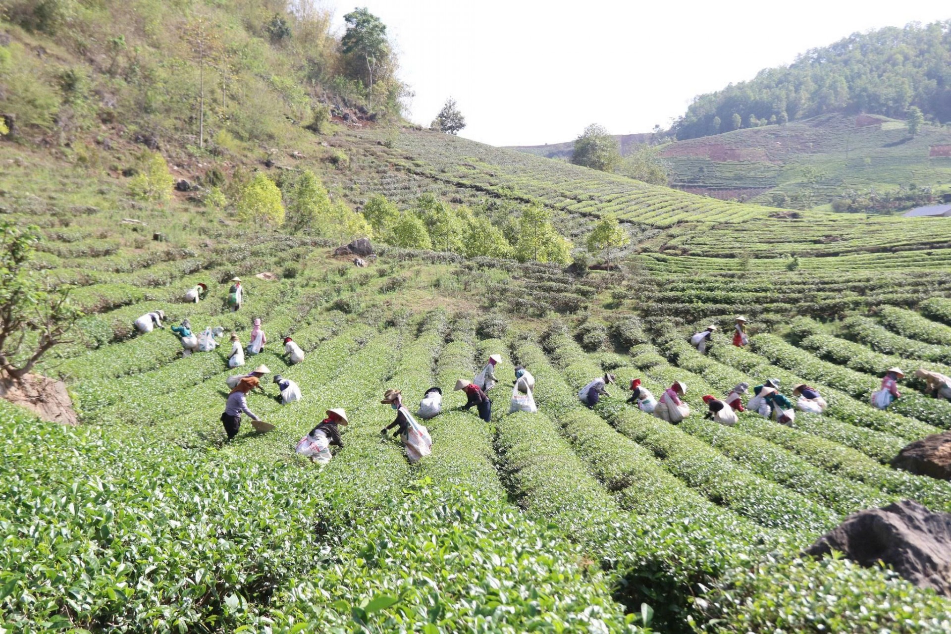 Giám đốc Công ty TNHH Trà Thu Đan đang vận hành một vùng nguyên liệu và nhà máy chế biến trà quy mô hàng đầu khu vực Giám đốc Công ty TNHH Trà Thu Đan đang vận hành một vùng nguyên liệu và nhà máy chế biến trà quy mô hàng đầu khu vực