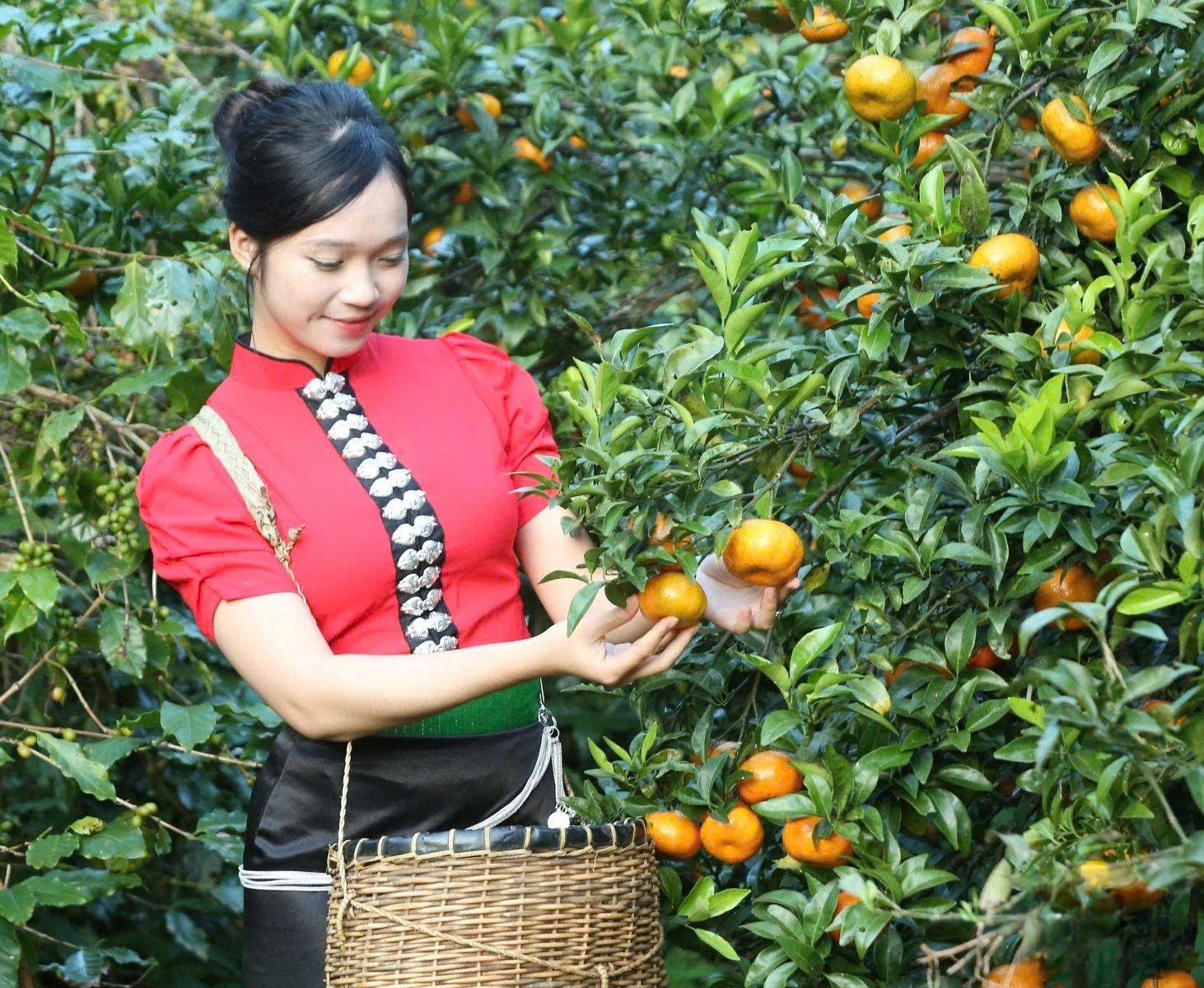 toàn tỉnh có 74 xã đạt chuẩn nông thôn mới, 11 xã đạt chuẩn nông thôn mới nâng cao;