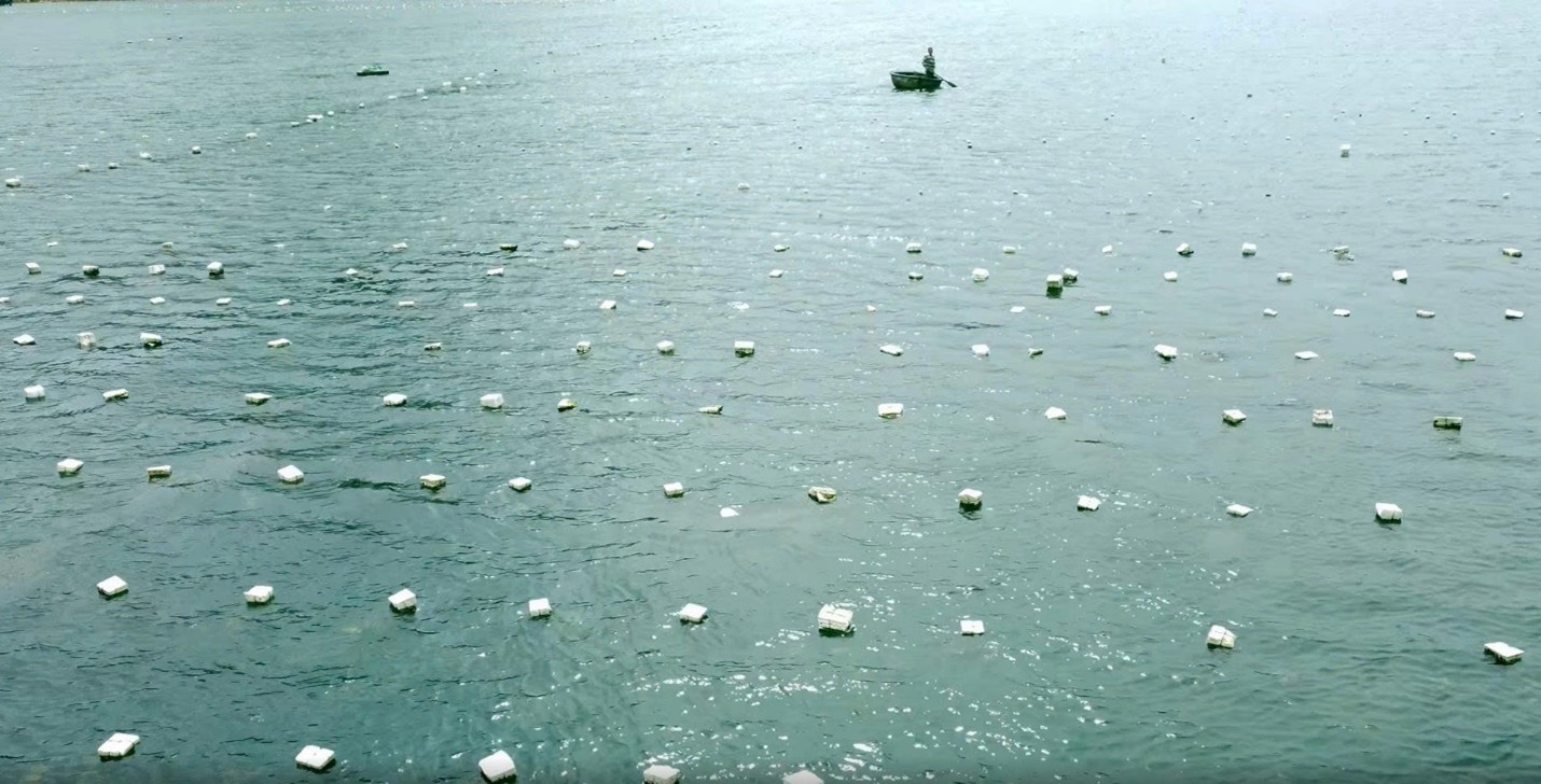 Rong sụn Ninh Thuận được nuôi trồng nhiều ở vùng biển của tỉnh Khánh Hòa.