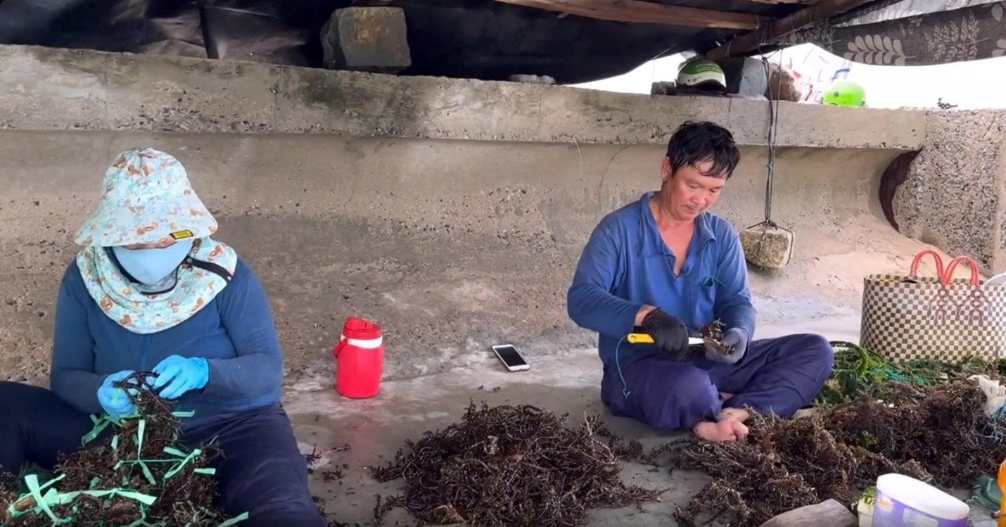 Rong sụn là nguồn sinh kế quan trọng của người dân ven biển Khánh Hòa