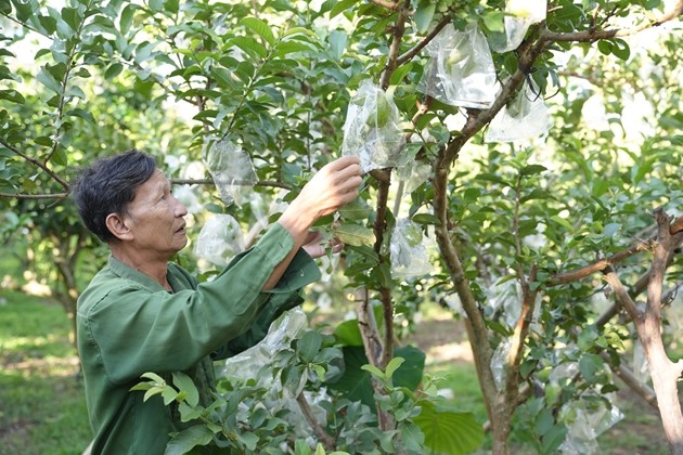 Từ trái ổi giòn ngọt đến sản phẩm nông sản đạt chuẩn OCOP