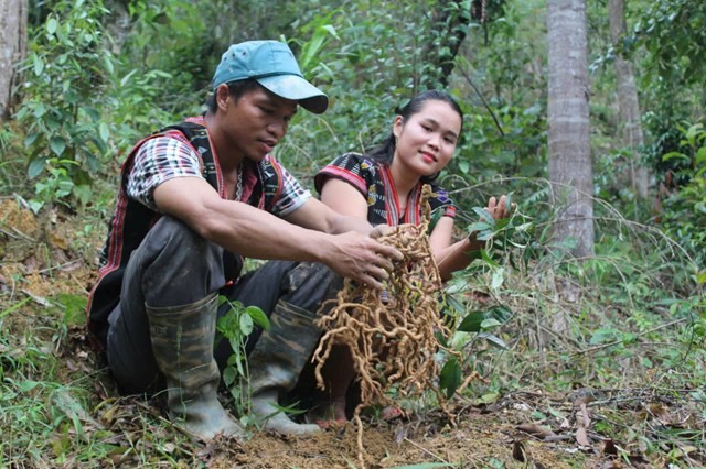 Đà Nẵng tăng tốc phát triển miền núi nhờ nguồn lực từ Chương trình 1719