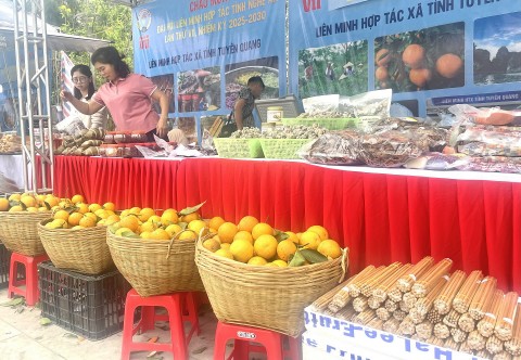 hoi cho xanh nghe an 2025 thuc day tieu thu san pham ocop va lang nghe