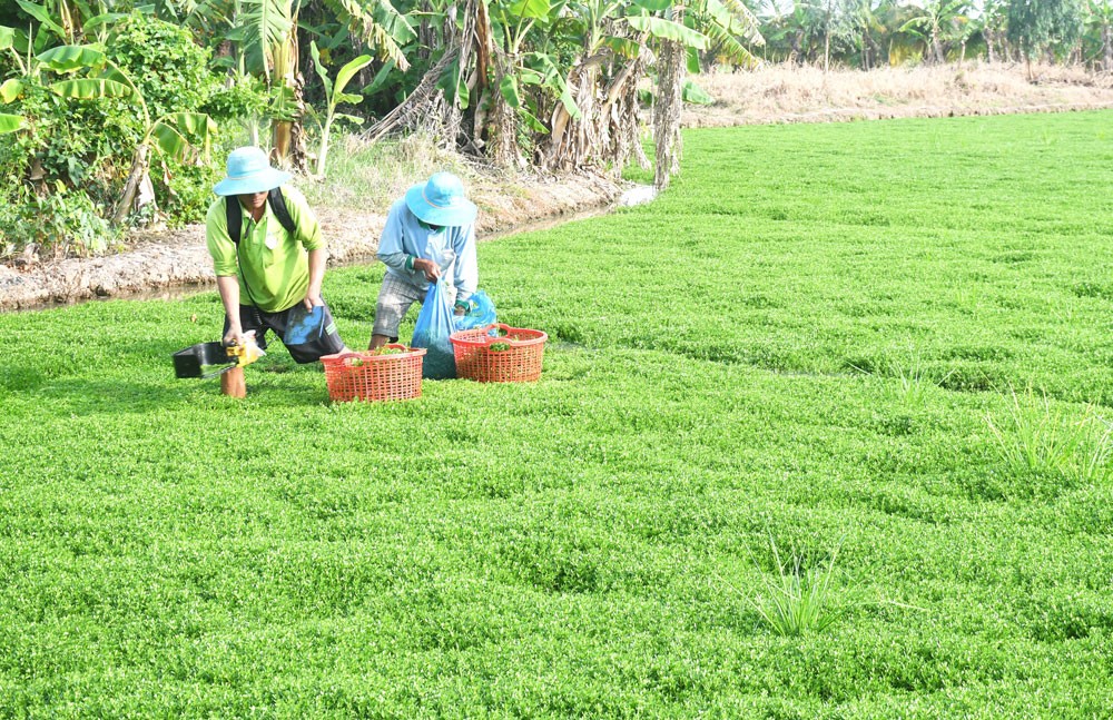 Khởi sắc Tân Xuân trong hành trình xây dựng nông thôn mới Khởi sắc Tân Xuân trong hành trình xây dựng nông thôn mới