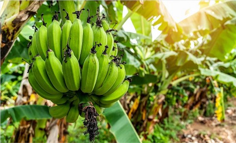 chuoi bau ham tang gia tro lai nong dan phan khoi ky vong vu mua cuoi nam on dinh